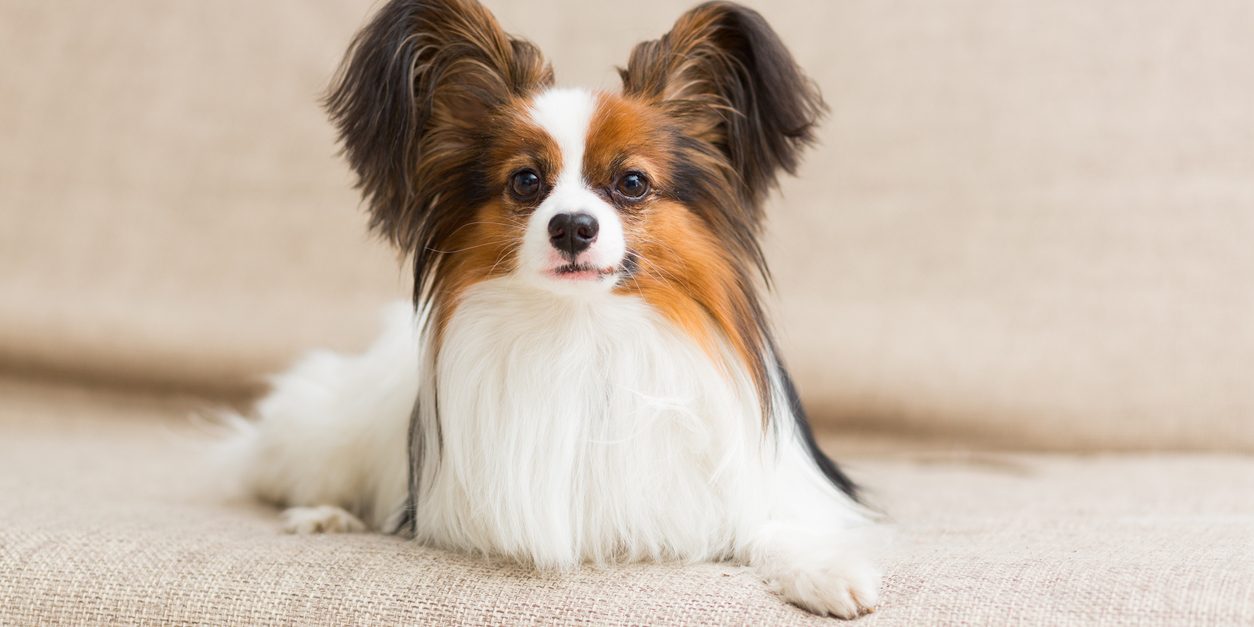 Papillon dog lying on the couch stretching his paws
