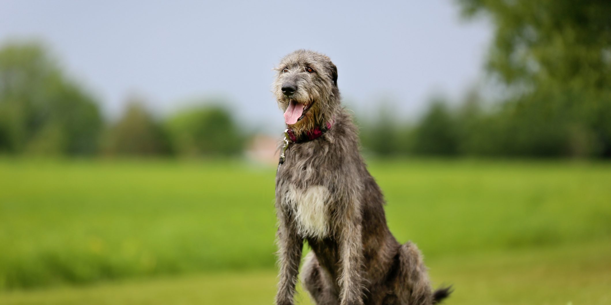 Irish Wolfhound dog
