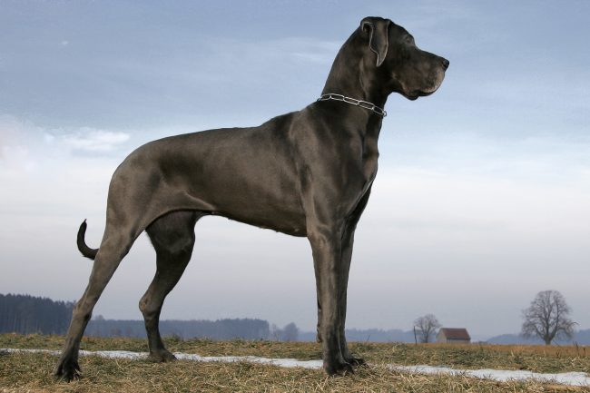 Great dane – Deutsche Dogge