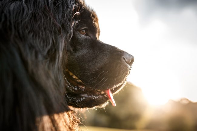 Newfoundland dog profile portrait