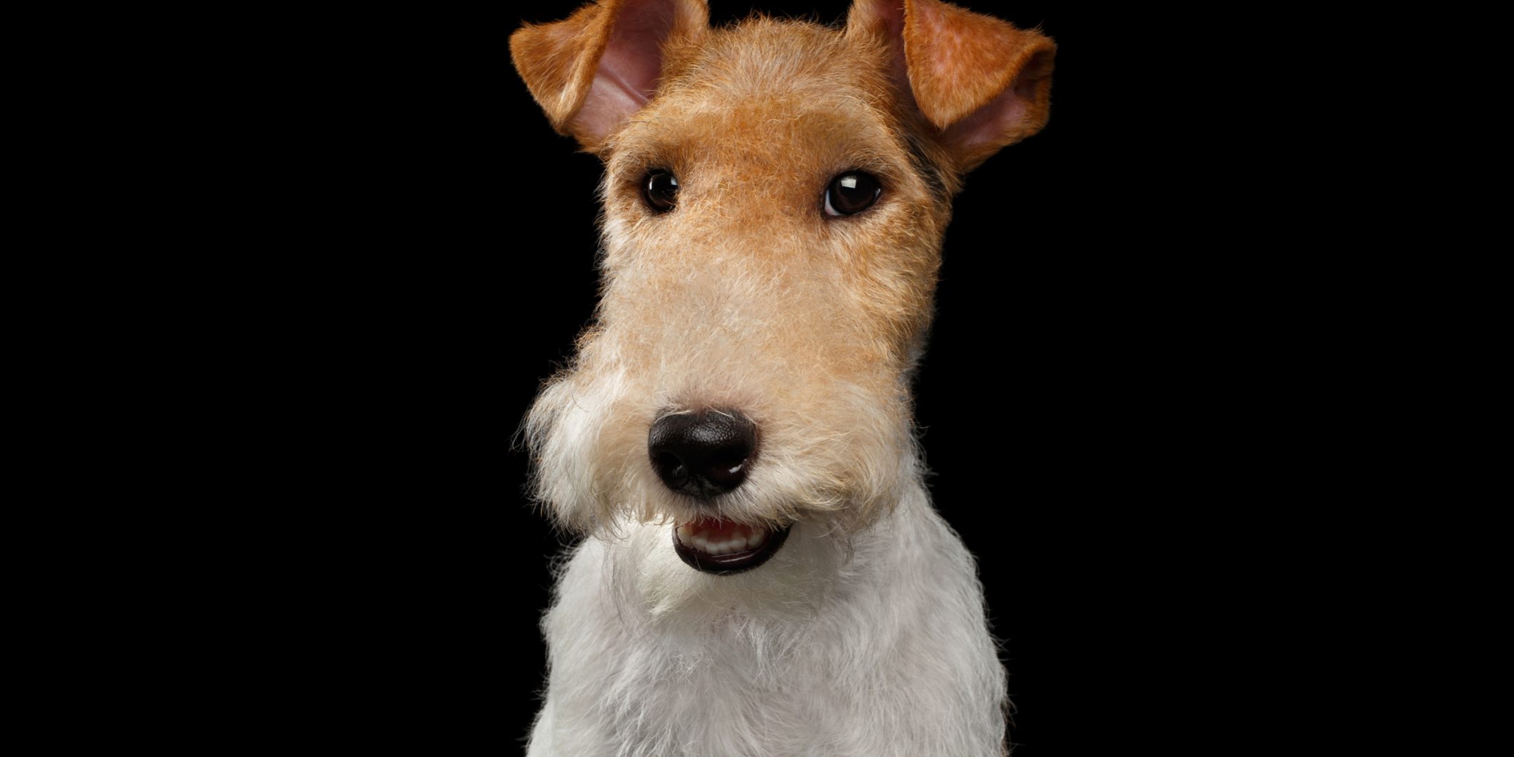 Fox Terrier Dog on Isolated Black Background