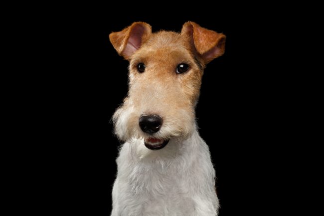 Fox Terrier Dog on Isolated Black Background