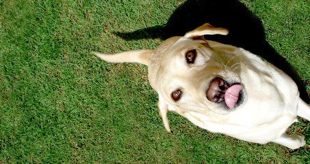 dog-1402134.jpg