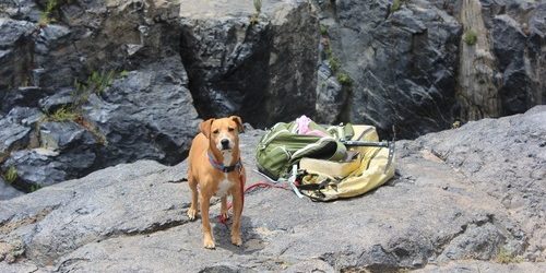 dog-1643025_1920.jpg