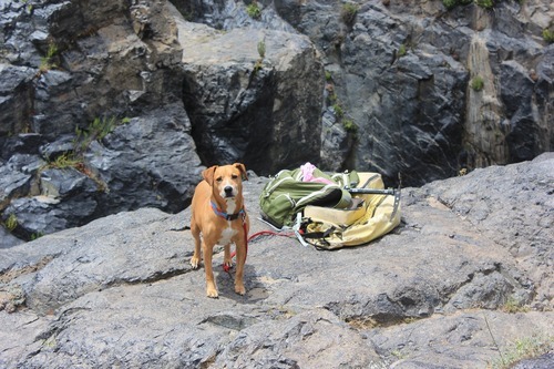 dog-1643025_1920.jpg