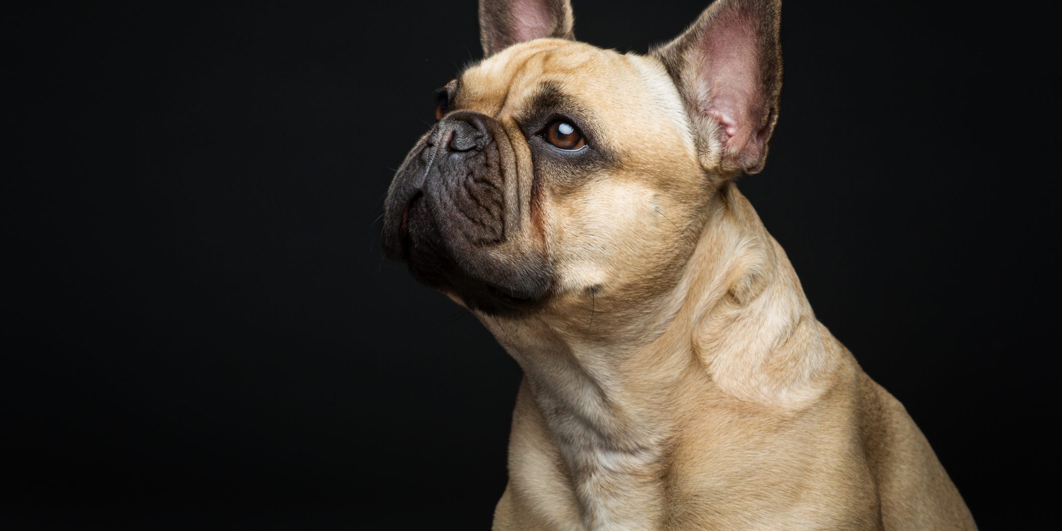 Beautiful french bulldog dog