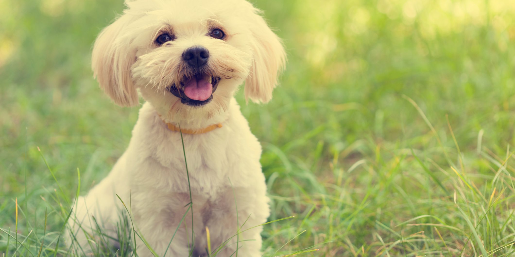 Maltese Dog Puppy