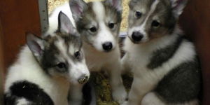 American-Indian-Dog-300×249.png
