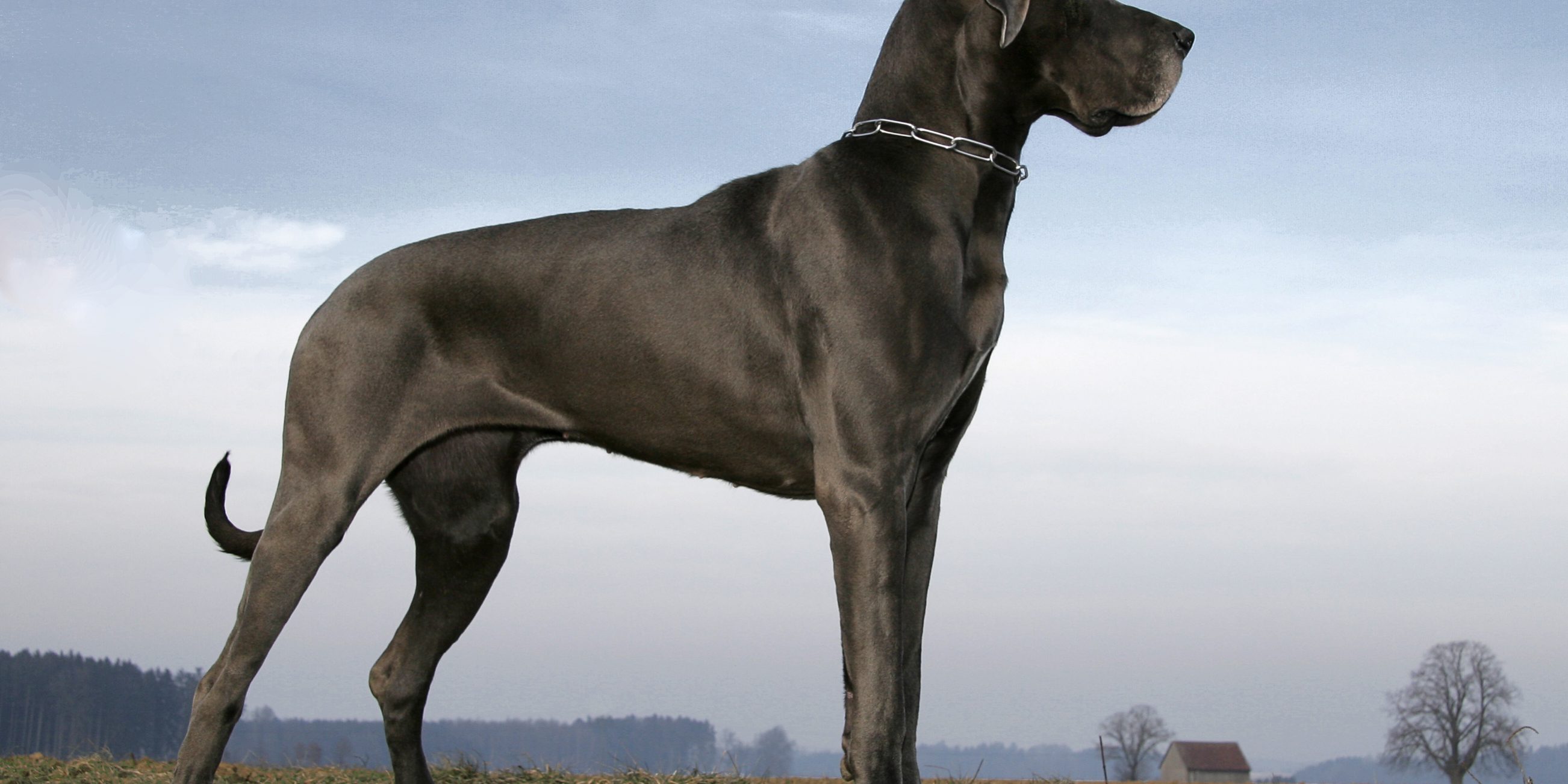 Great dane – Deutsche Dogge
