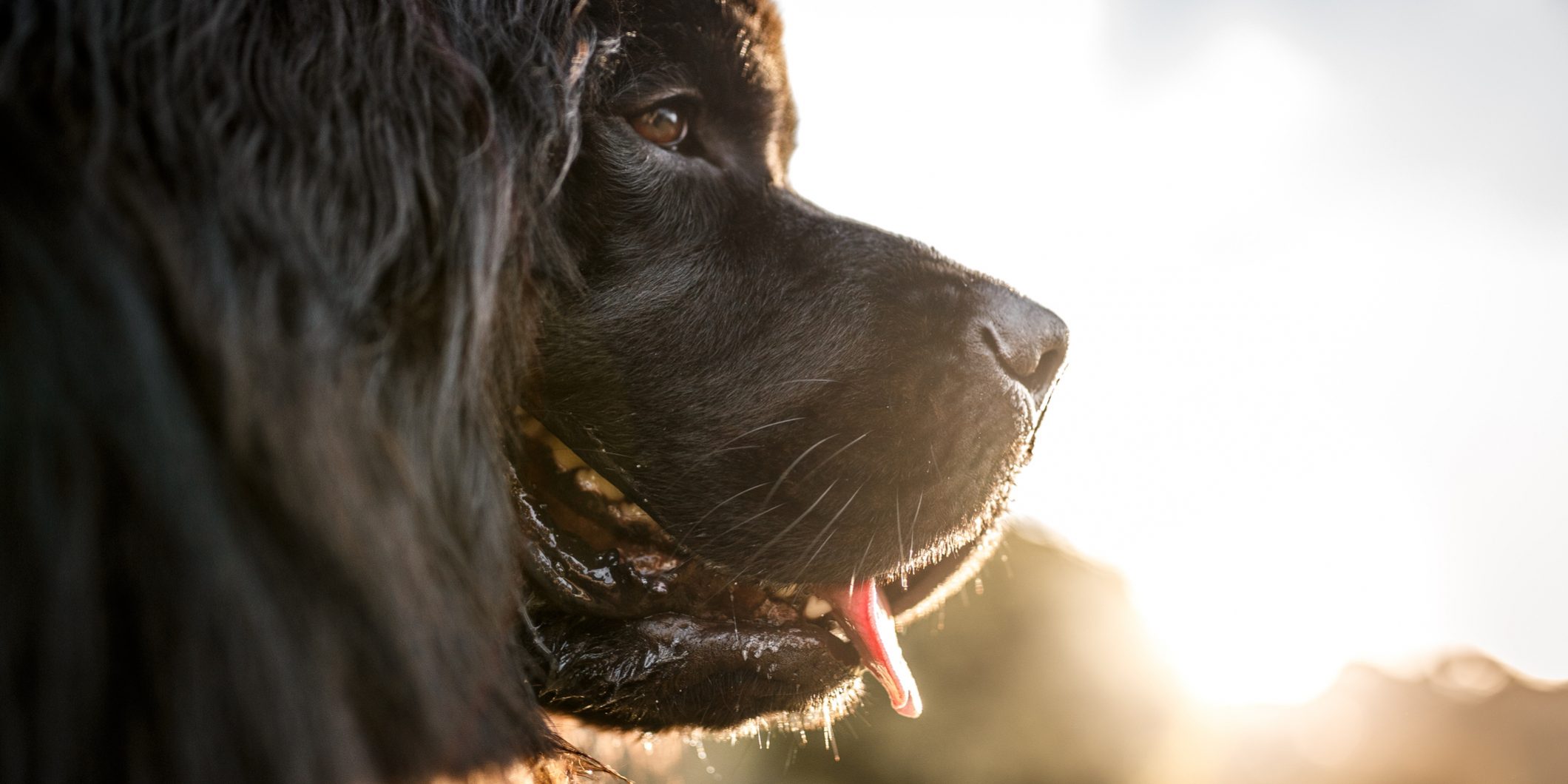 Newfoundland dog profile portrait