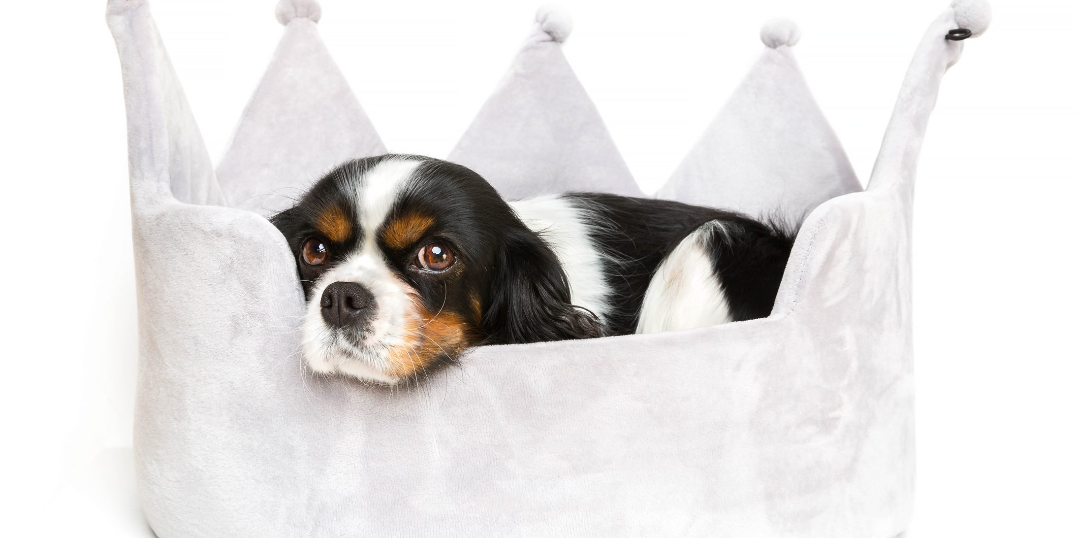 Cute dog resting