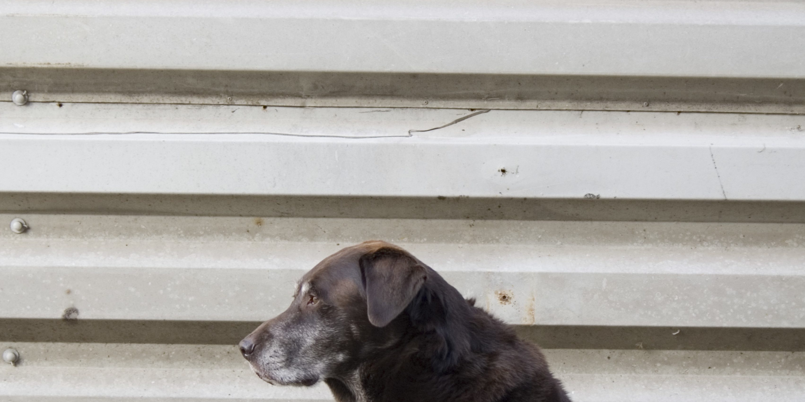dog-1361635.jpg