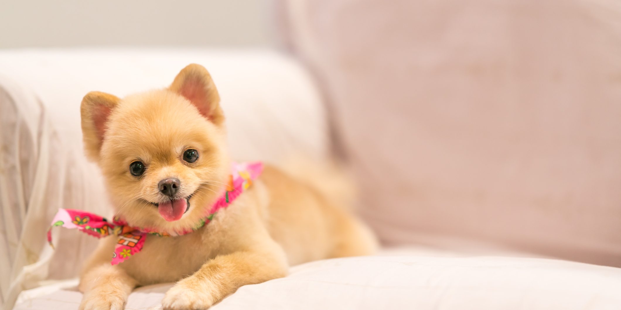 Cute Pomeranian dog smiling on the sofa with copy space
