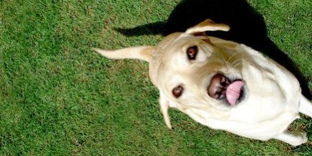 dog-1402134.jpg