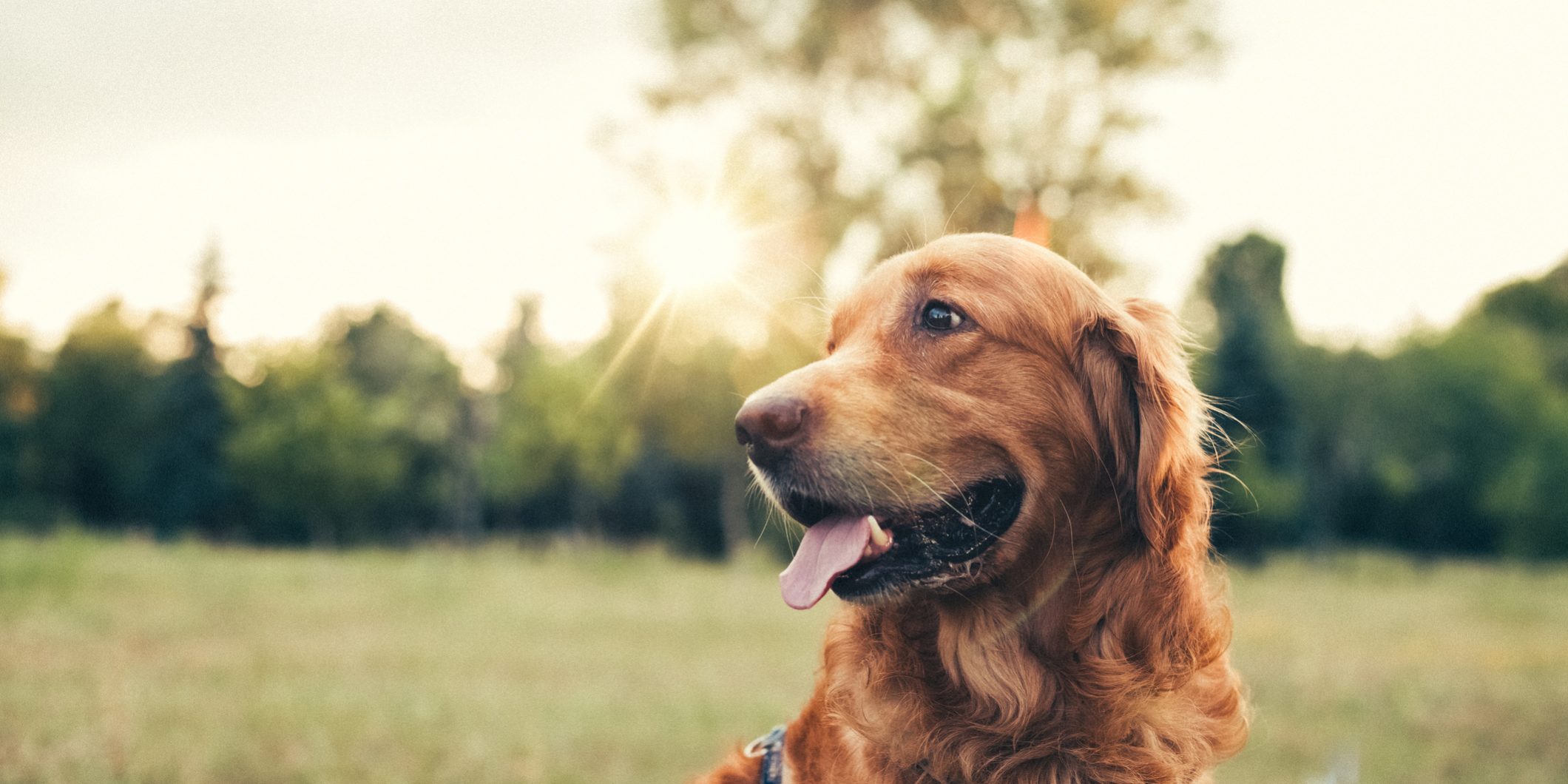 Dog in the city park