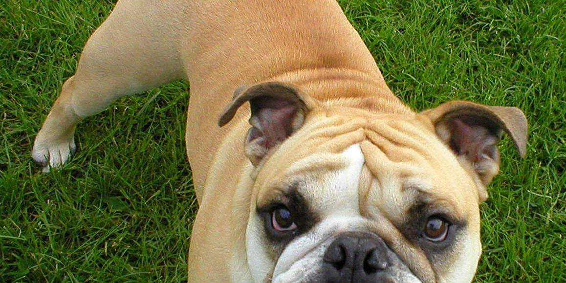 dog-1491676.jpg