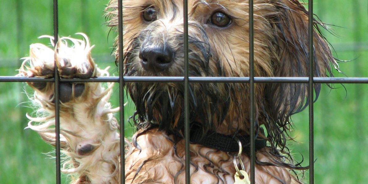 rescue-me-1307571.jpg