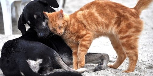 dog-g69023a9d6_1920.jpg
